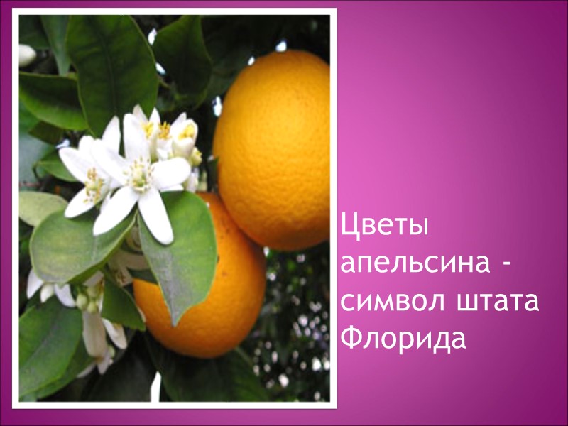 Цветы апельсина - символ штата Флорида